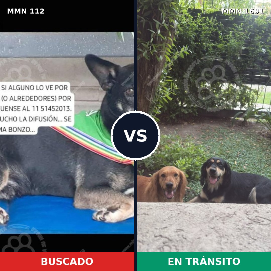 Comparativa MMS 36922: mascota perdida y mascota encontrada, 74% de similitud