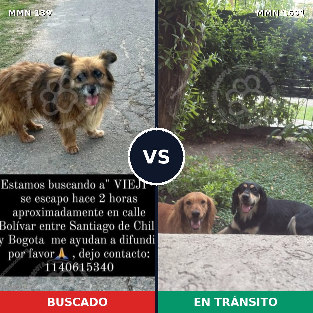 Comparativa MMS 36923: mascota perdida y mascota encontrada, 64% de similitud