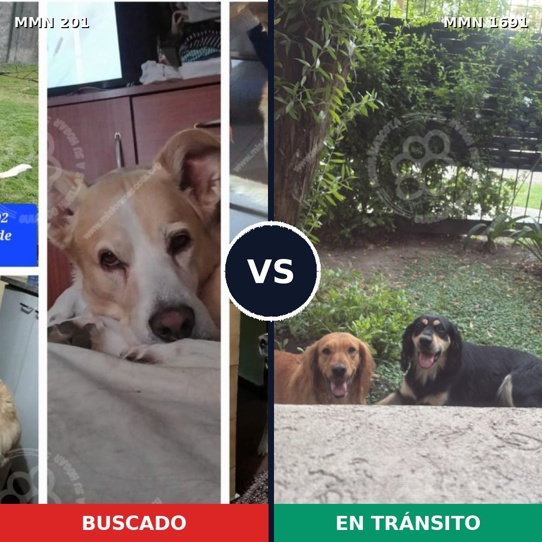 Comparativa MMS 36924: mascota perdida y mascota encontrada, 62% de similitud