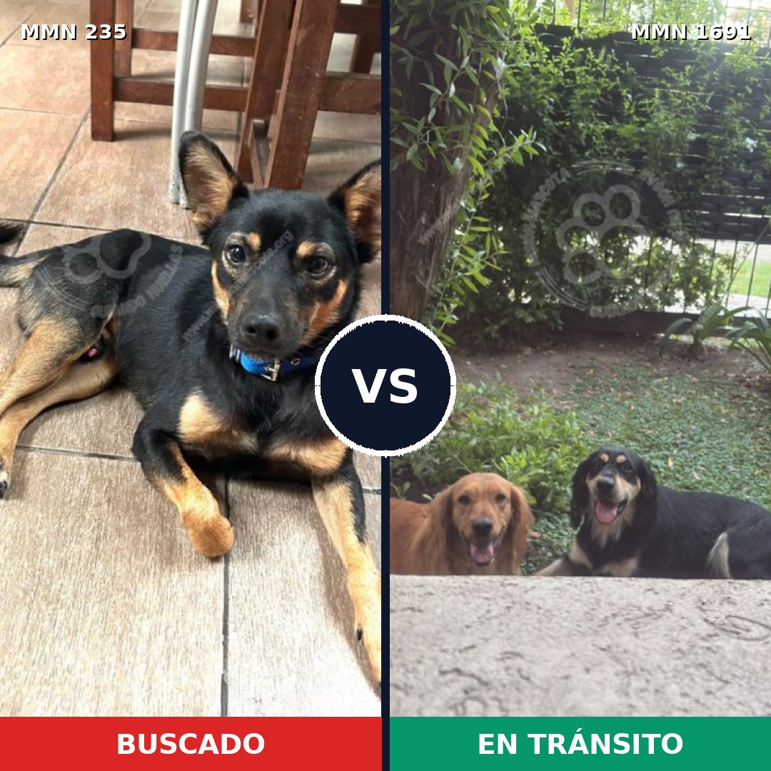 Comparativa MMS 36925: mascota perdida y mascota encontrada, 65% de similitud