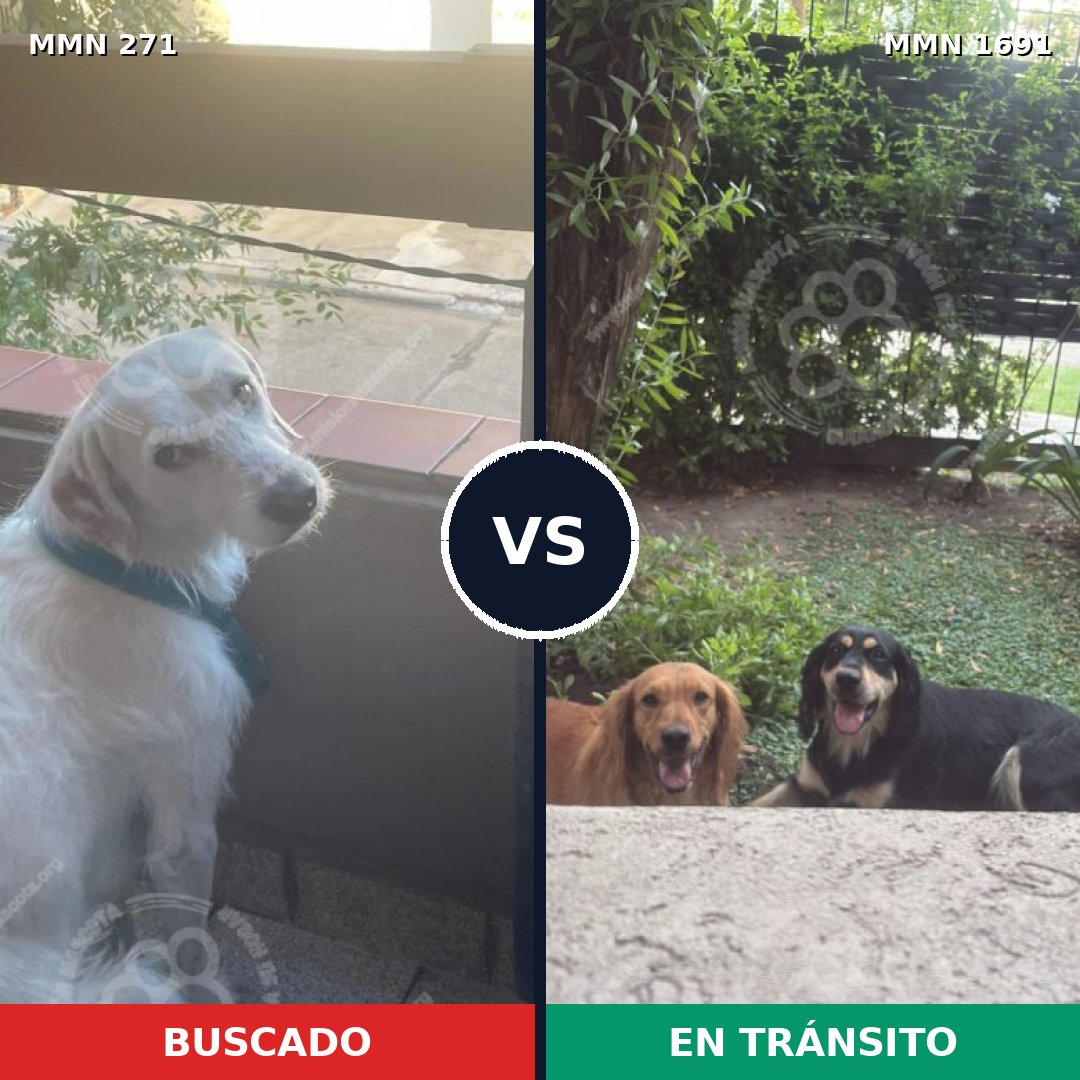 Comparativa MMS 36926: mascota perdida y mascota encontrada, 62% de similitud