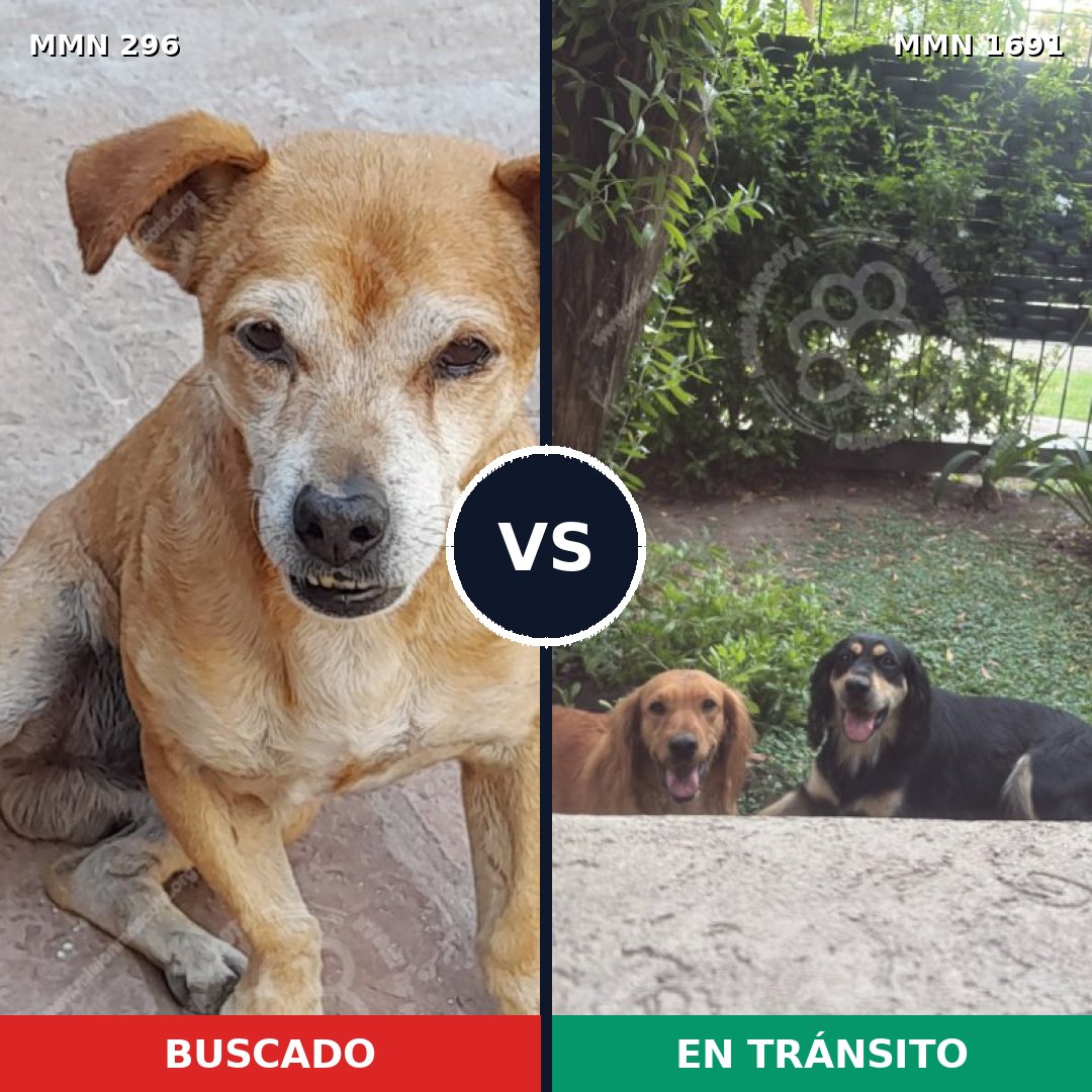 Comparativa MMS 36927: mascota perdida y mascota encontrada, 61% de similitud