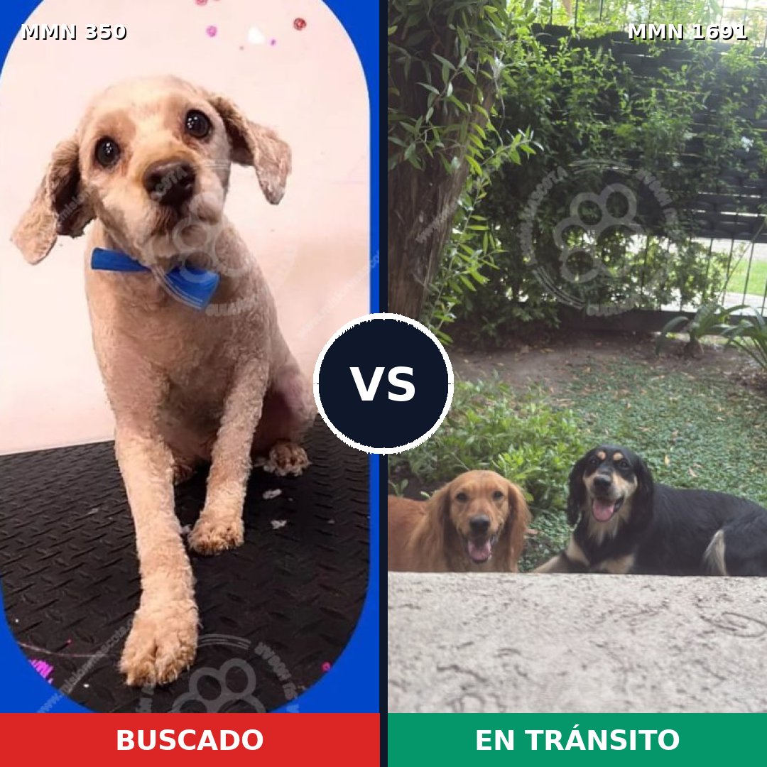 Comparativa MMS 36928: mascota perdida y mascota encontrada, 44% de similitud