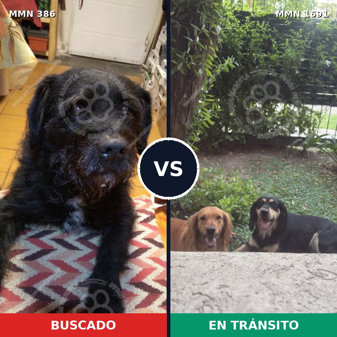 Comparativa MMS 36929: mascota perdida y mascota encontrada, 77% de similitud