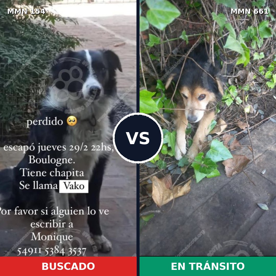 Comparativa MMS 3693: mascota perdida y mascota encontrada, 7% de similitud