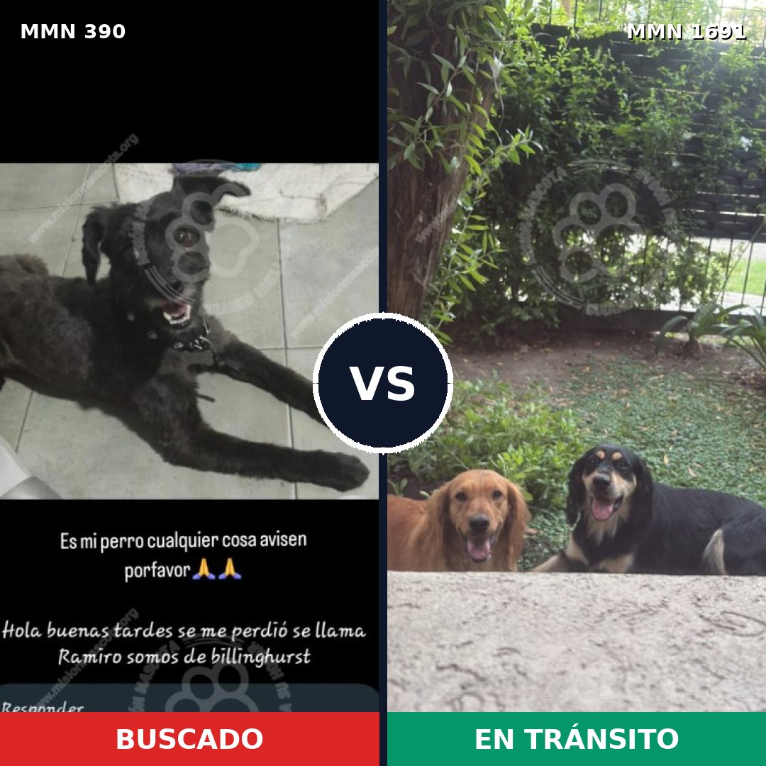 Comparativa MMS 36930: mascota perdida y mascota encontrada, 61% de similitud