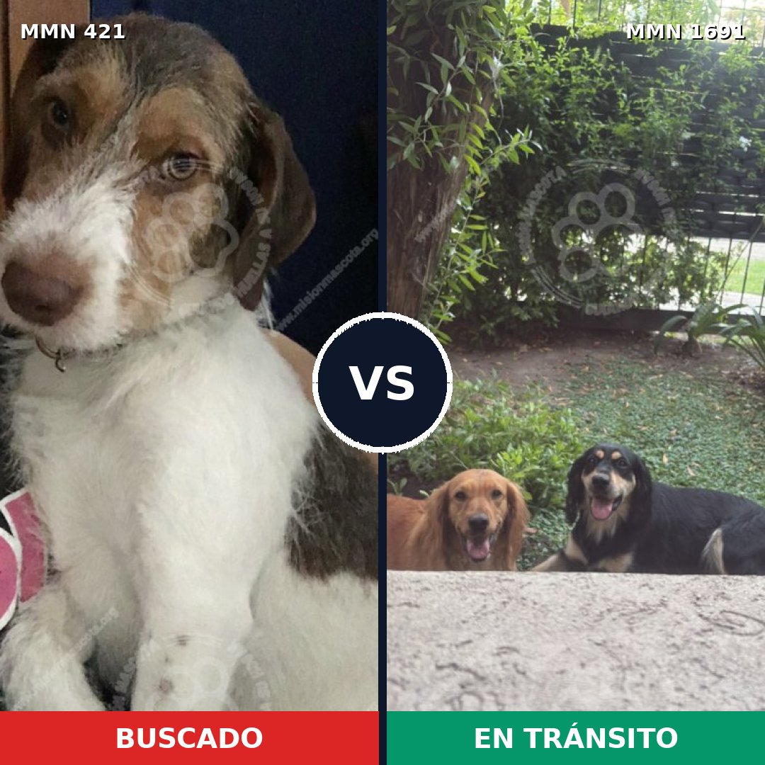 Comparativa MMS 36932: mascota perdida y mascota encontrada, 67% de similitud