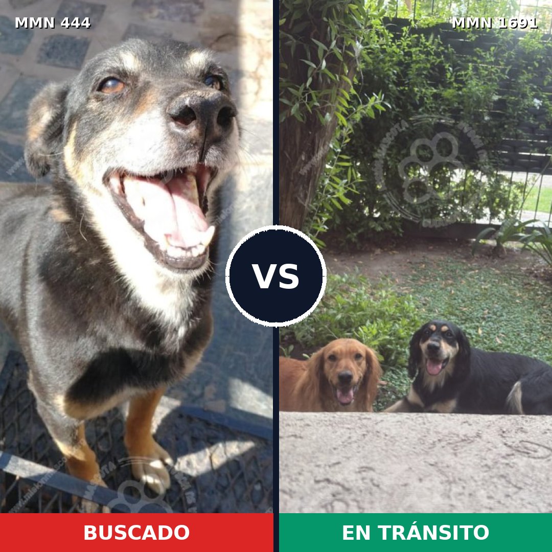 Comparativa MMS 36935: mascota perdida y mascota encontrada, 58% de similitud
