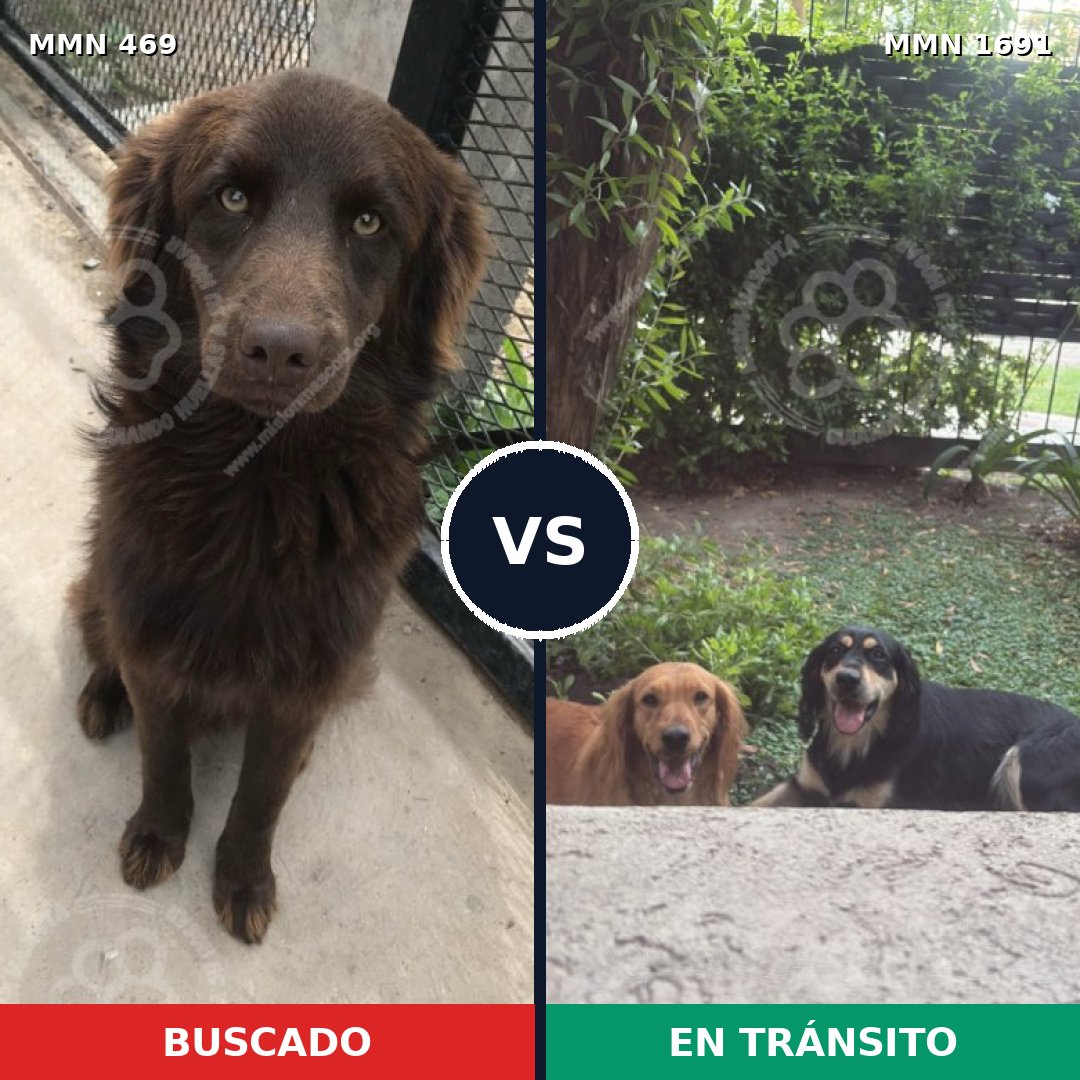 Comparativa MMS 36937: mascota perdida y mascota encontrada, 66% de similitud
