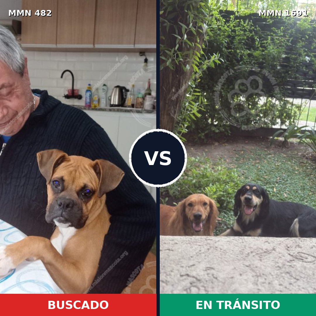 Comparativa MMS 36939: mascota perdida y mascota encontrada, 37% de similitud
