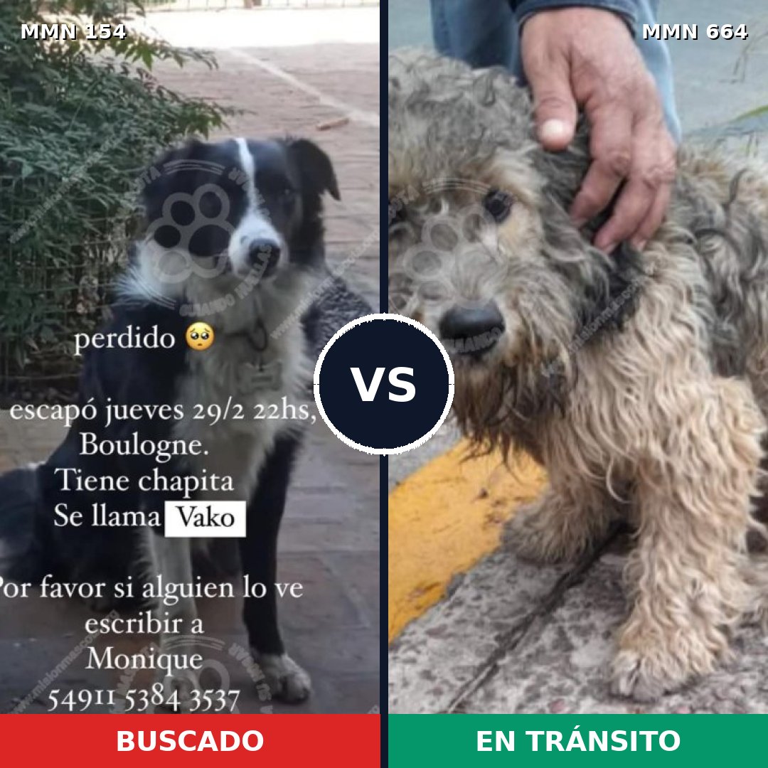 Comparativa MMS 3694: mascota perdida y mascota encontrada, 53% de similitud