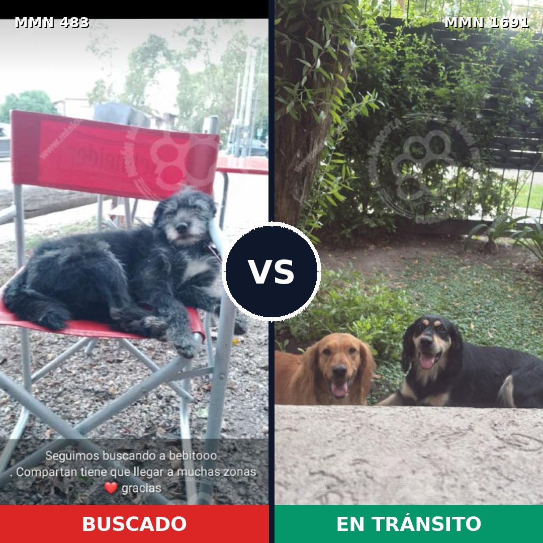 Comparativa MMS 36940: mascota perdida y mascota encontrada, 78% de similitud