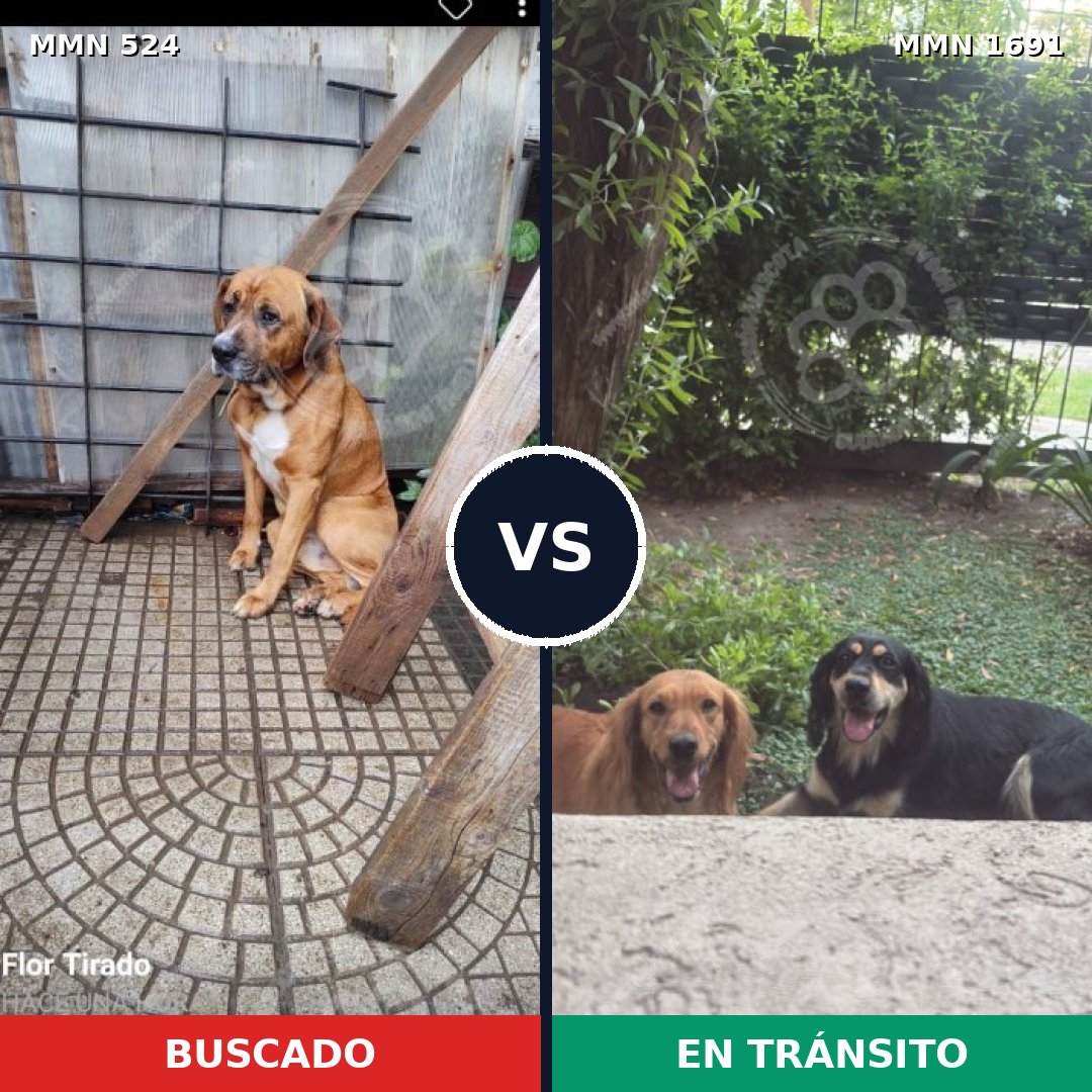 Comparativa MMS 36942: mascota perdida y mascota encontrada, 61% de similitud