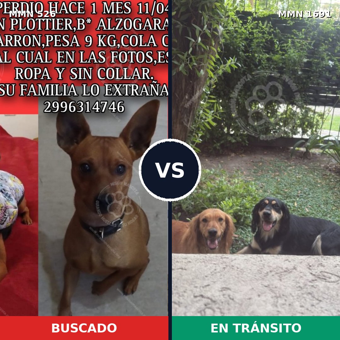 Comparativa MMS 36943: mascota perdida y mascota encontrada, 30% de similitud