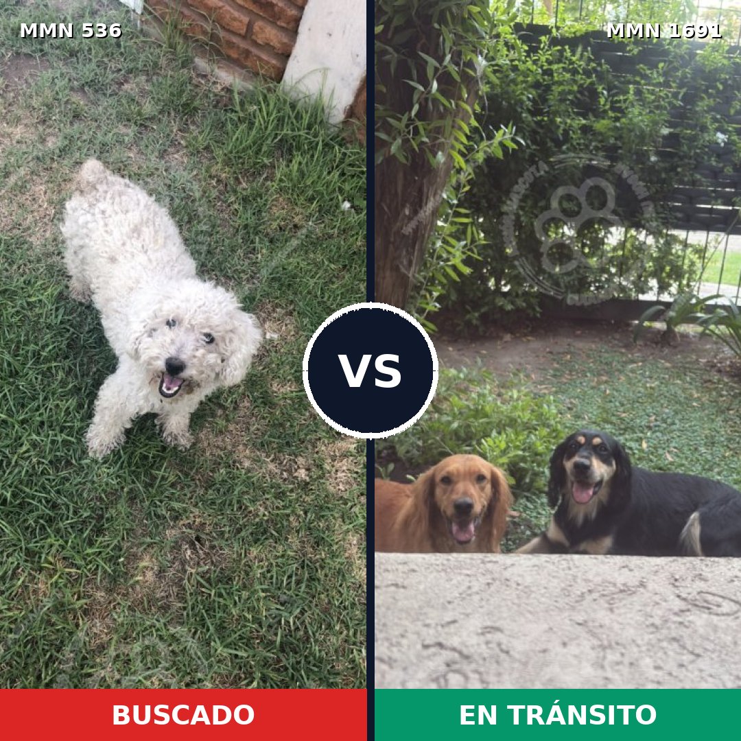 Comparativa MMS 36944: mascota perdida y mascota encontrada, 36% de similitud