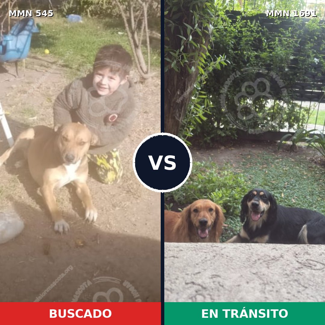 Comparativa MMS 36945: mascota perdida y mascota encontrada, 50% de similitud