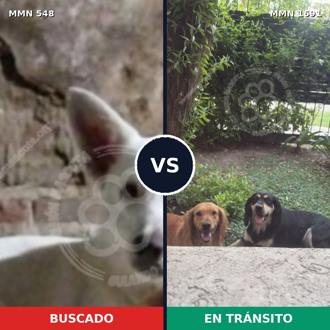 Comparativa MMS 36946: mascota perdida y mascota encontrada, 58% de similitud