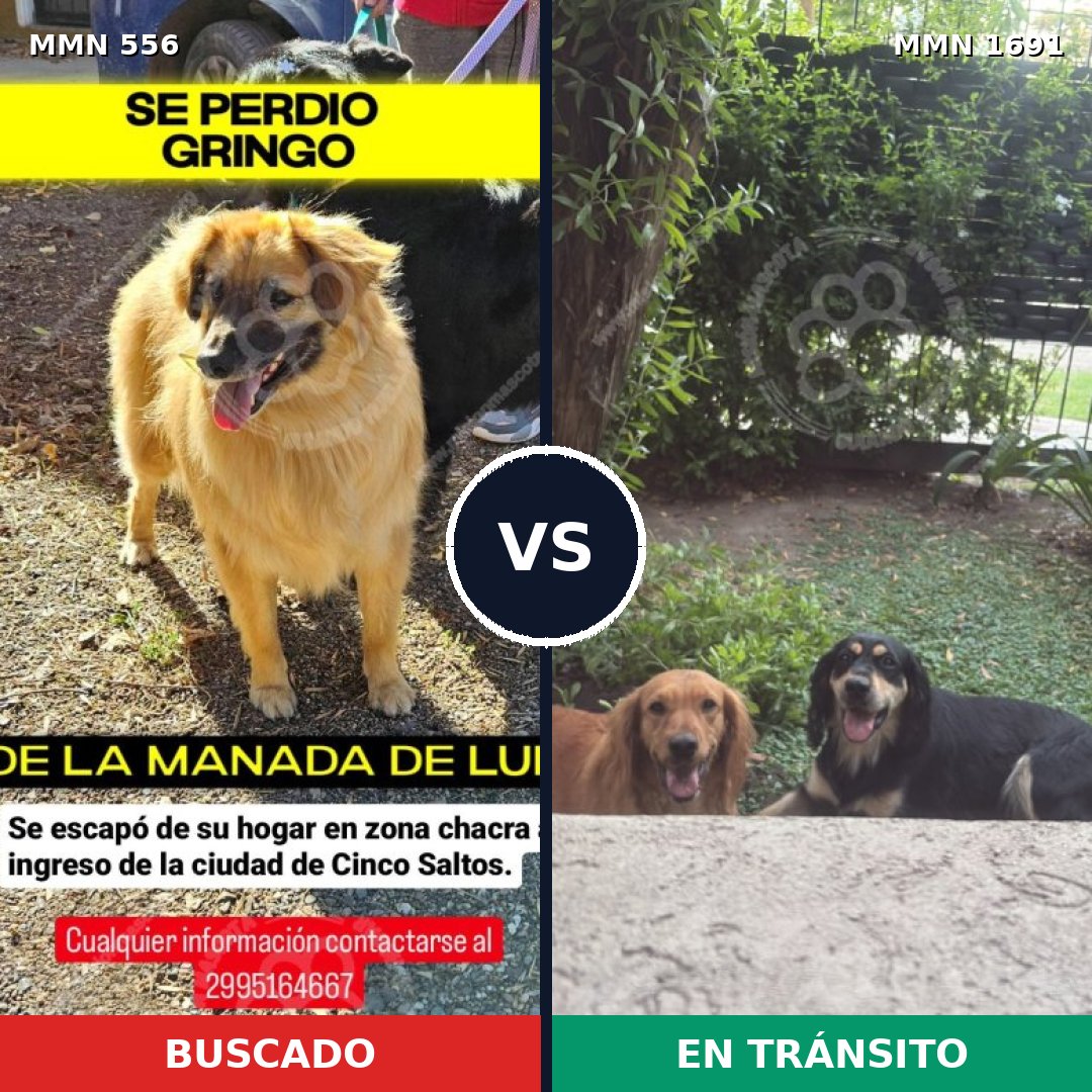 Comparativa MMS 36947: mascota perdida y mascota encontrada, 60% de similitud