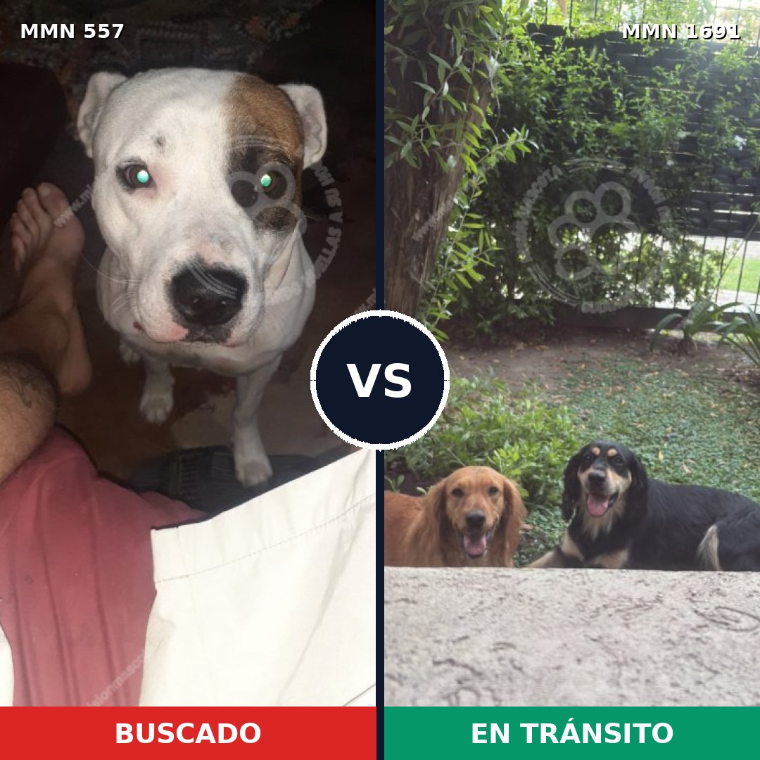 Comparativa MMS 36948: mascota perdida y mascota encontrada, 50% de similitud