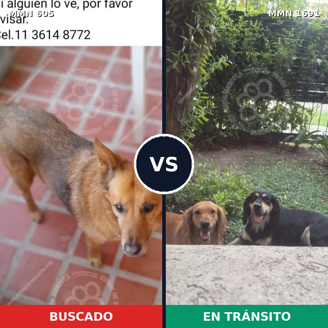 Comparativa MMS 36951: mascota perdida y mascota encontrada, 70% de similitud