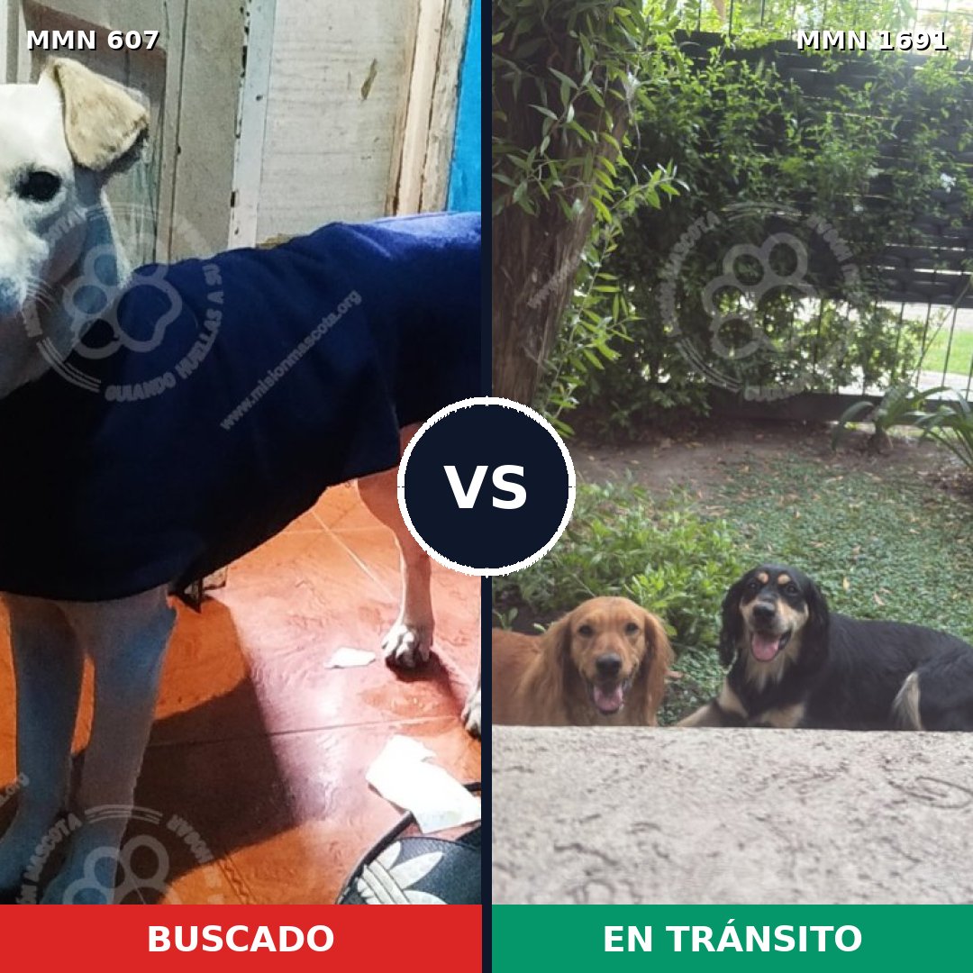 Comparativa MMS 36952: mascota perdida y mascota encontrada, 77% de similitud