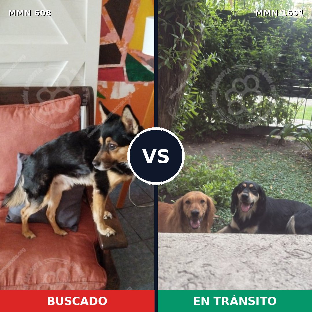 Comparativa MMS 36953: mascota perdida y mascota encontrada, 78% de similitud