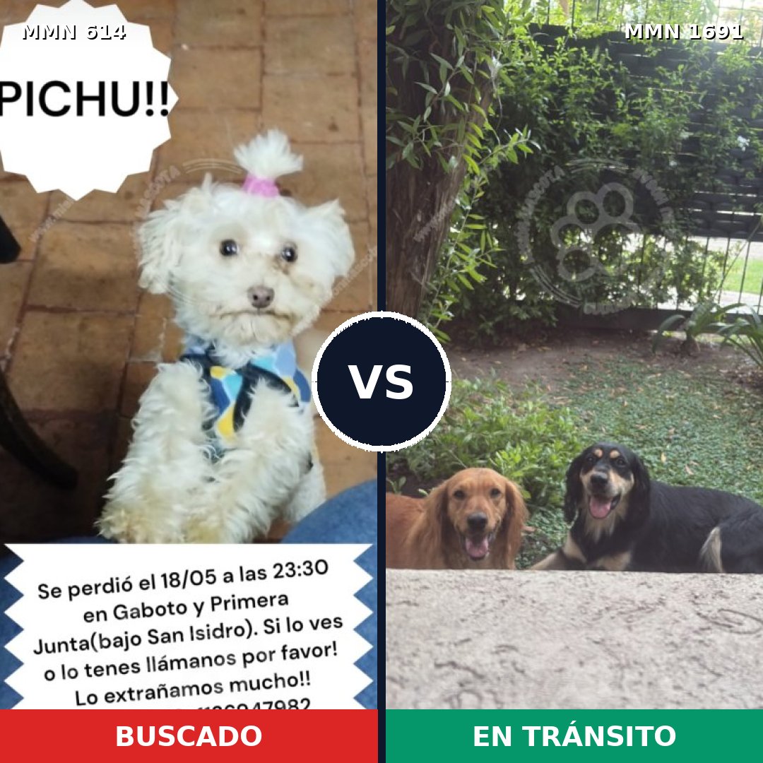 Comparativa MMS 36954: mascota perdida y mascota encontrada, 27% de similitud