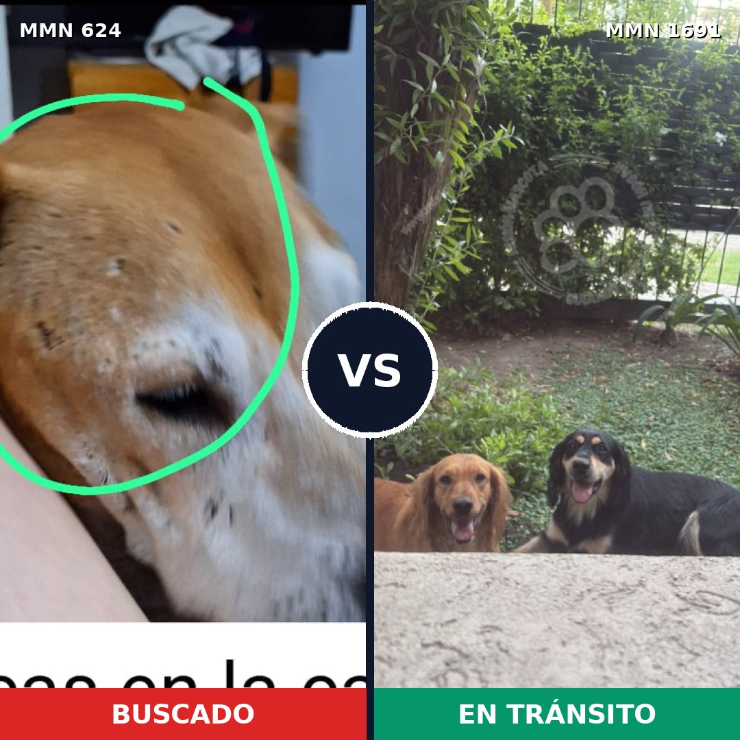 Comparativa MMS 36955: mascota perdida y mascota encontrada, 32% de similitud