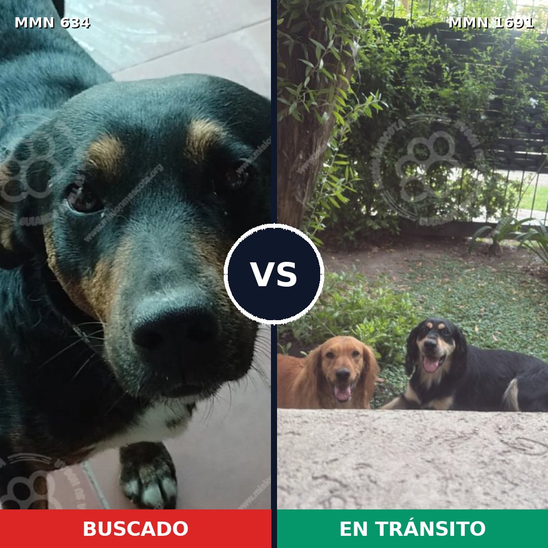 Comparativa MMS 36956: mascota perdida y mascota encontrada, 76% de similitud