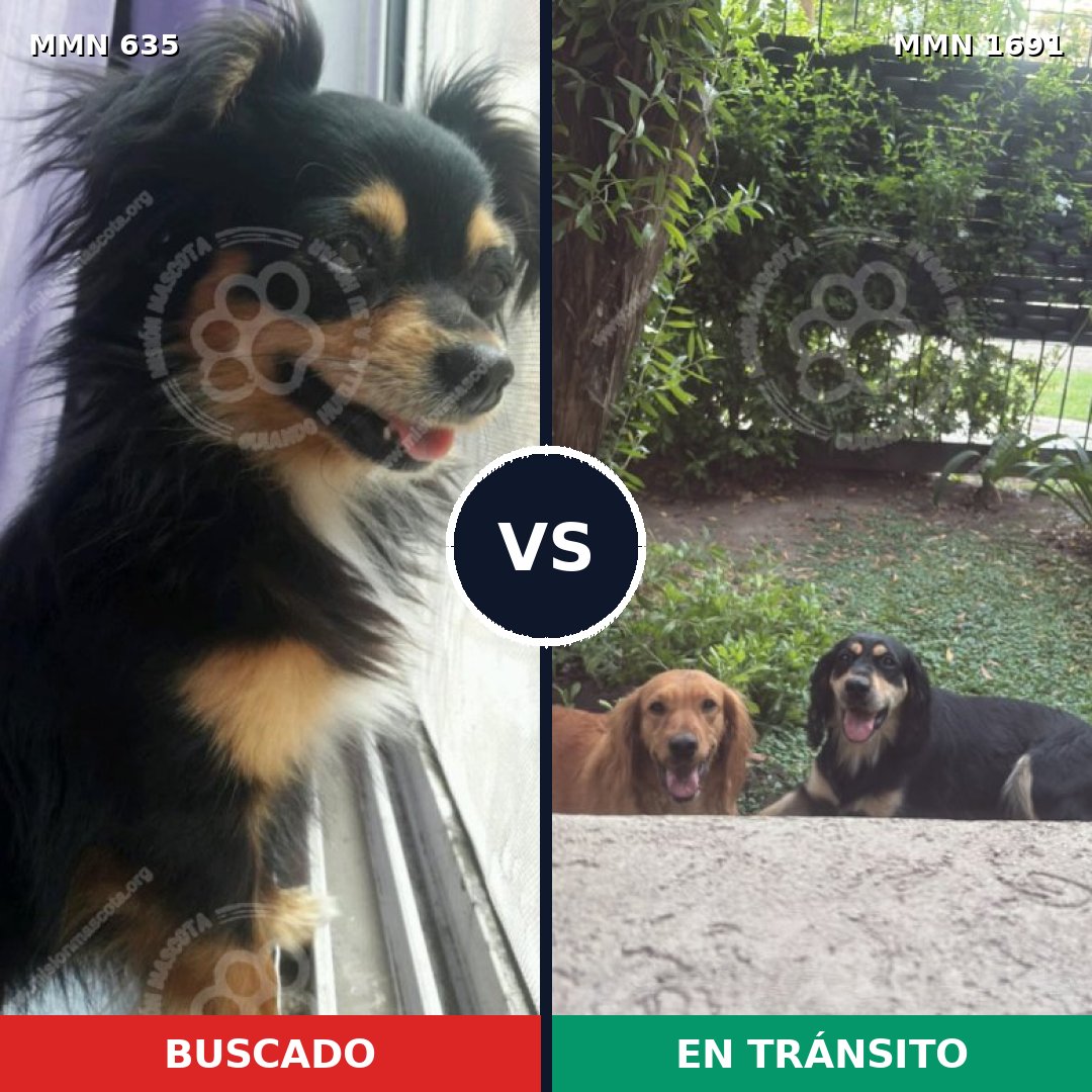 Comparativa MMS 36957: mascota perdida y mascota encontrada, 33% de similitud