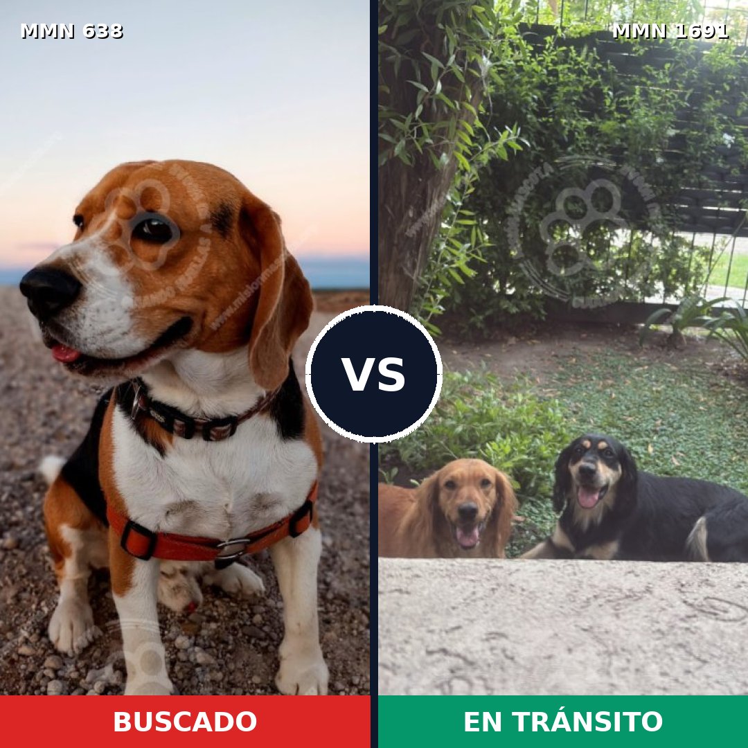 Comparativa MMS 36958: mascota perdida y mascota encontrada, 38% de similitud