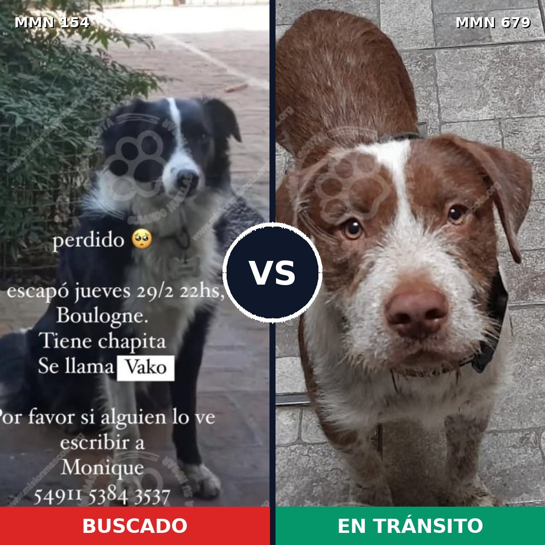 Comparativa MMS 3696: mascota perdida y mascota encontrada, 25% de similitud