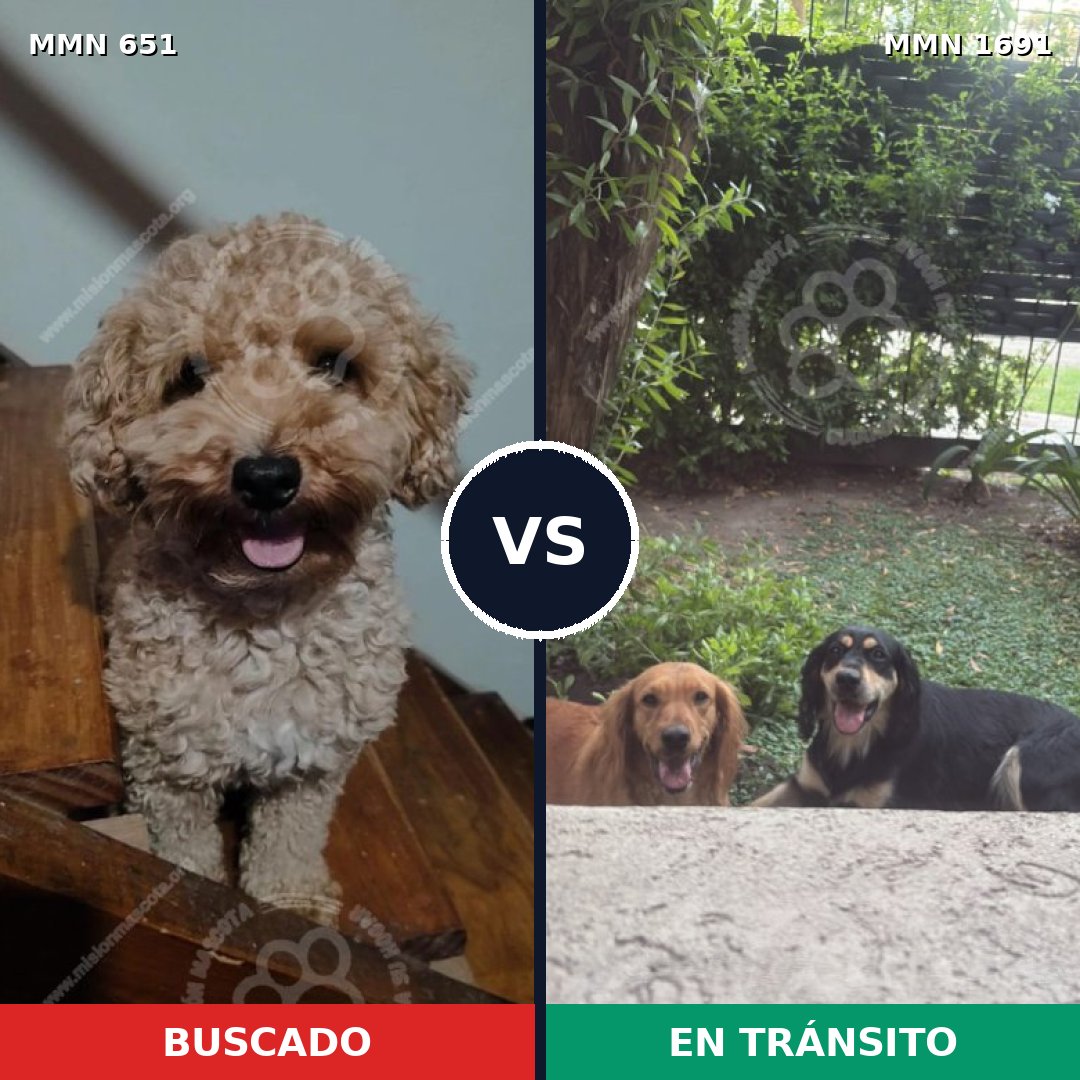 Comparativa MMS 36960: mascota perdida y mascota encontrada, 21% de similitud