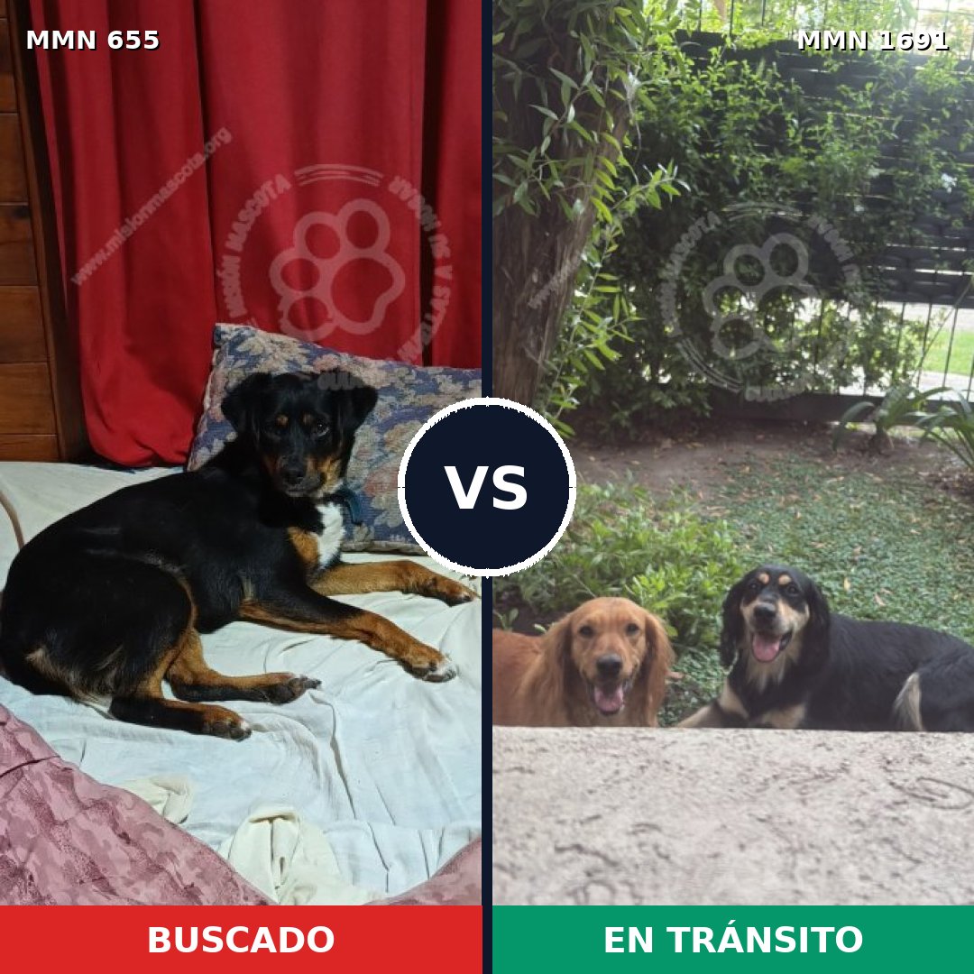 Comparativa MMS 36962: mascota perdida y mascota encontrada, 61% de similitud
