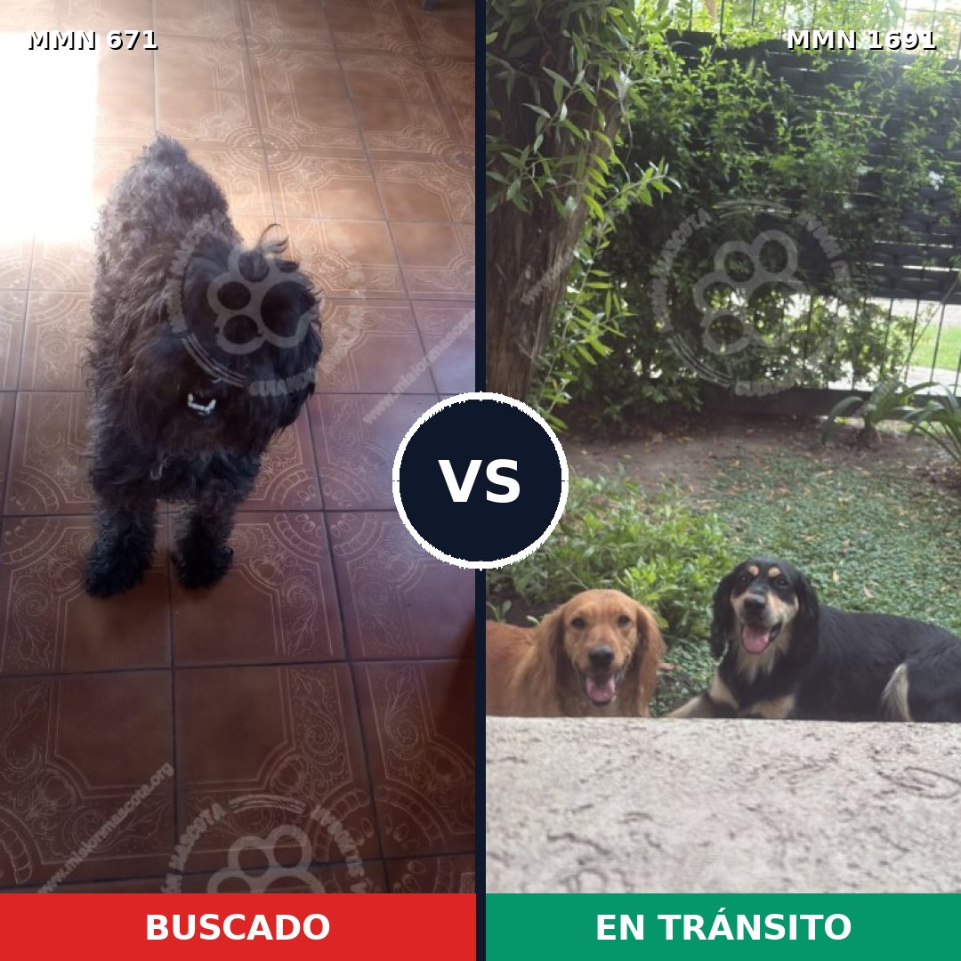 Comparativa MMS 36963: mascota perdida y mascota encontrada, 41% de similitud