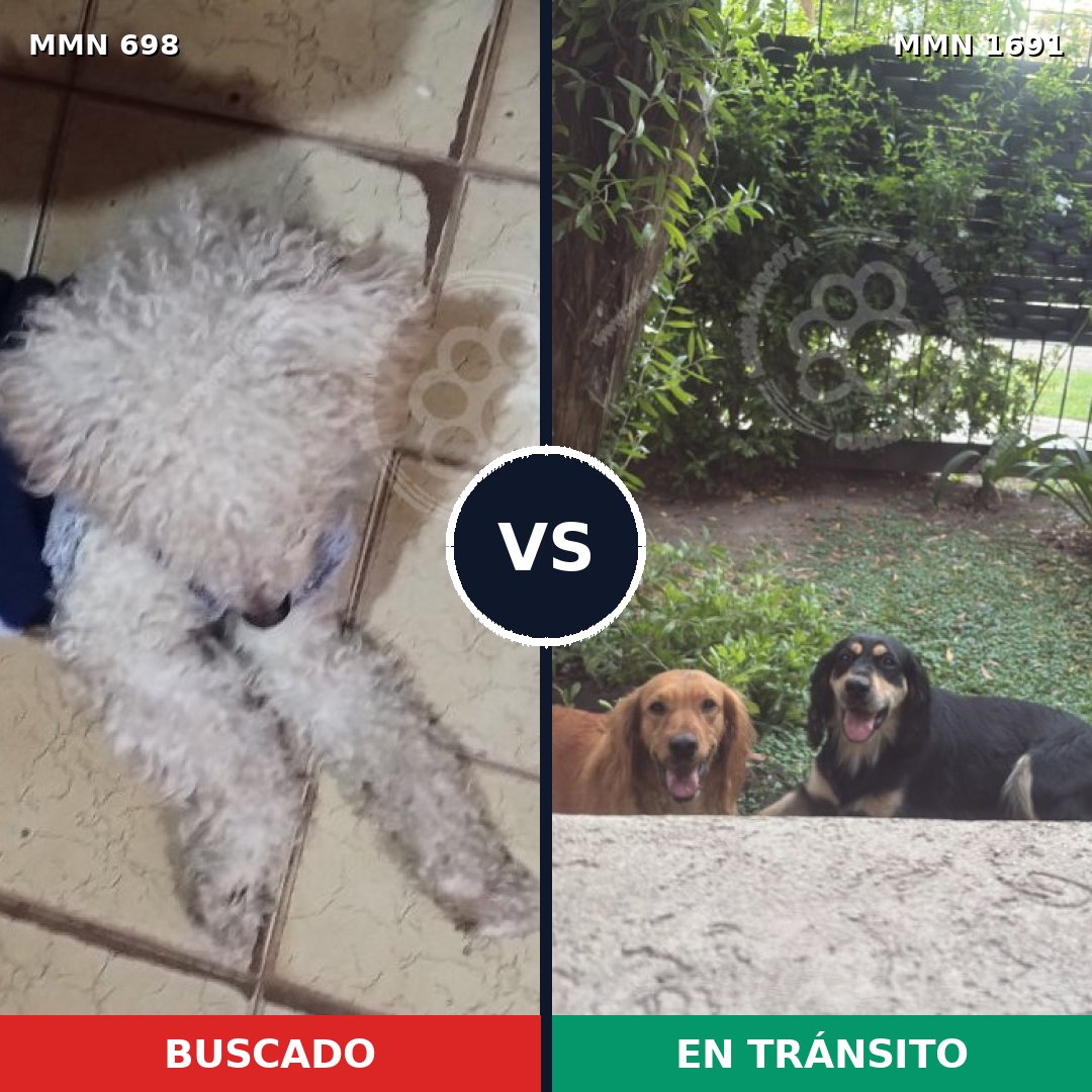 Comparativa MMS 36965: mascota perdida y mascota encontrada, 38% de similitud