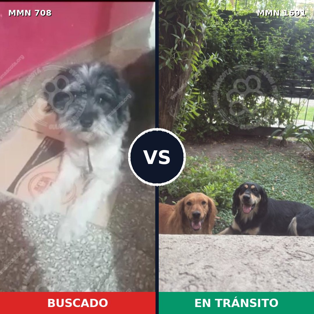 Comparativa MMS 36966: mascota perdida y mascota encontrada, 51% de similitud