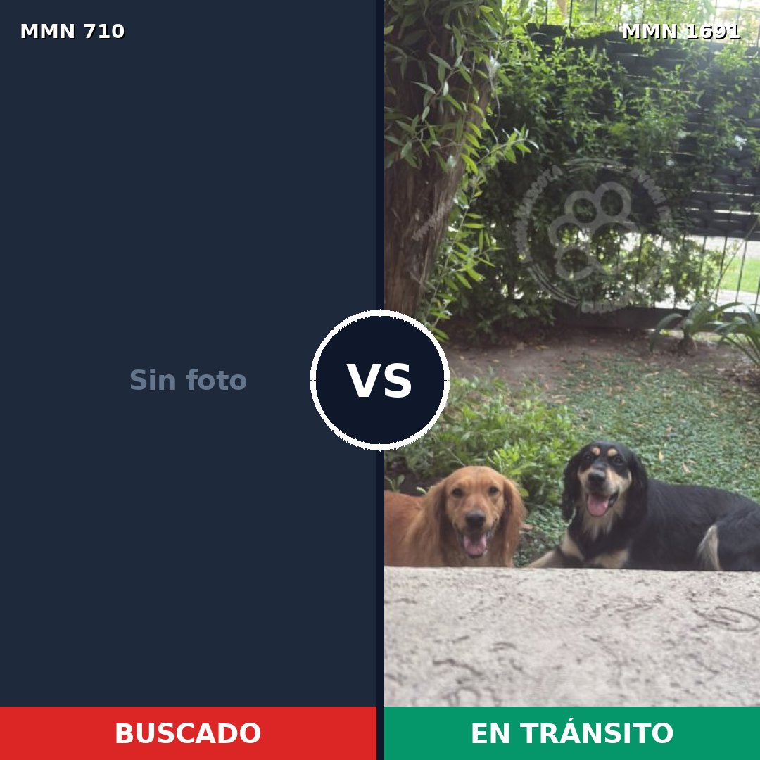 Comparativa MMS 36967: mascota perdida y mascota encontrada, 42% de similitud
