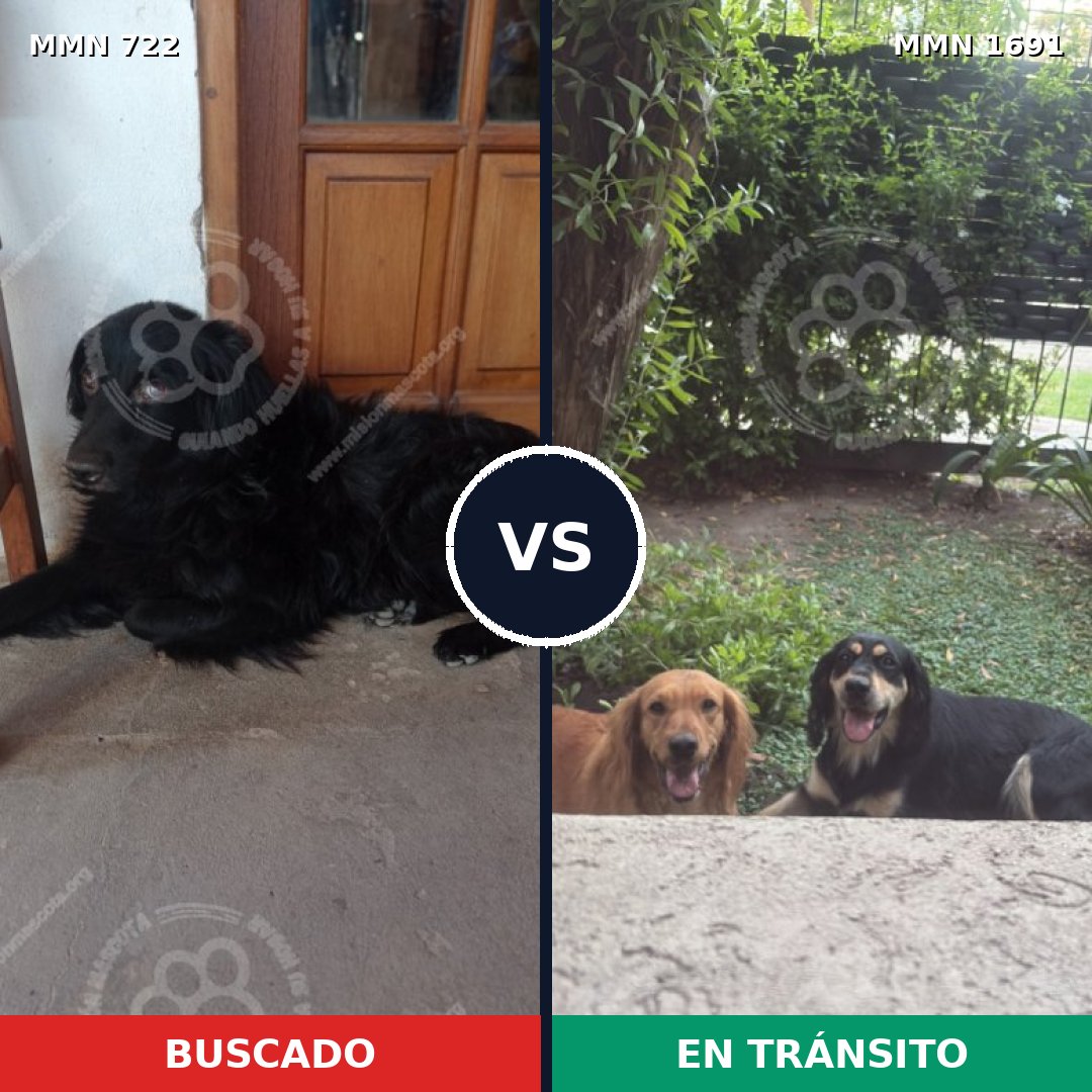 Comparativa MMS 36968: mascota perdida y mascota encontrada, 53% de similitud