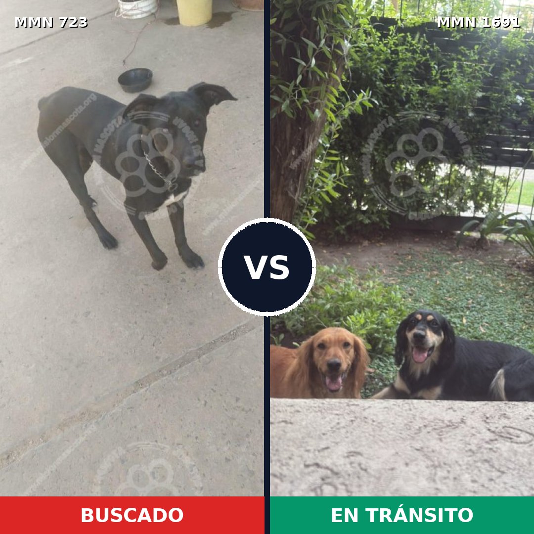 Comparativa MMS 36969: mascota perdida y mascota encontrada, 64% de similitud