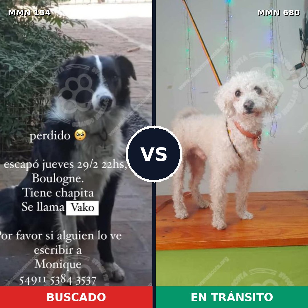 Comparativa MMS 3697: mascota perdida y mascota encontrada, 48% de similitud