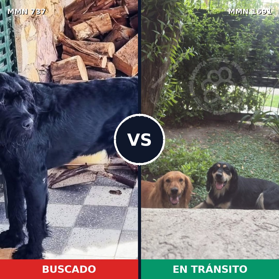 Comparativa MMS 36970: mascota perdida y mascota encontrada, 30% de similitud