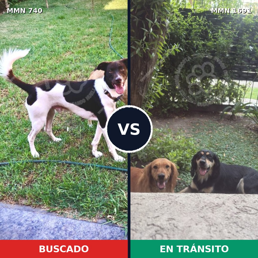 Comparativa MMS 36971: mascota perdida y mascota encontrada, 66% de similitud