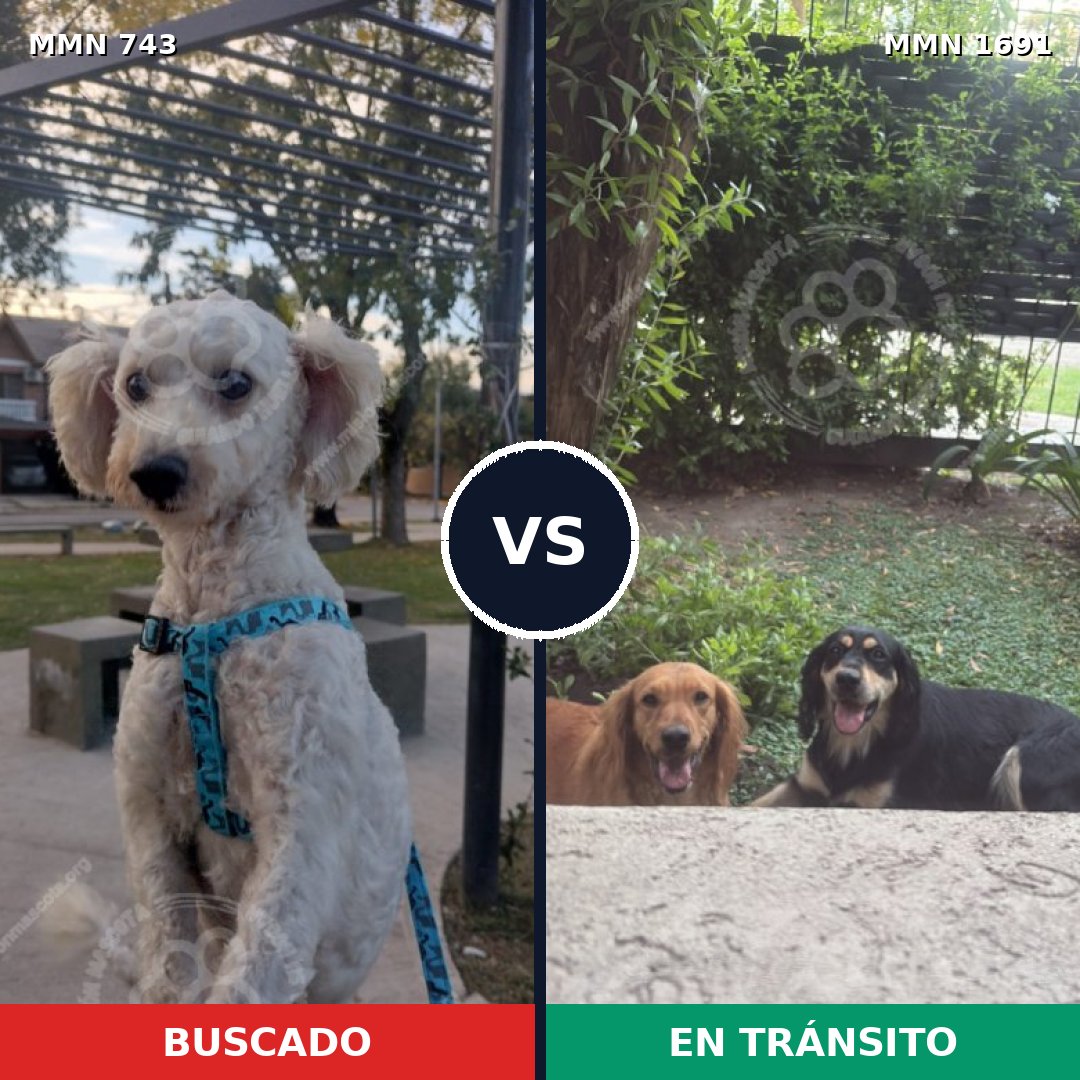 Comparativa MMS 36972: mascota perdida y mascota encontrada, 48% de similitud