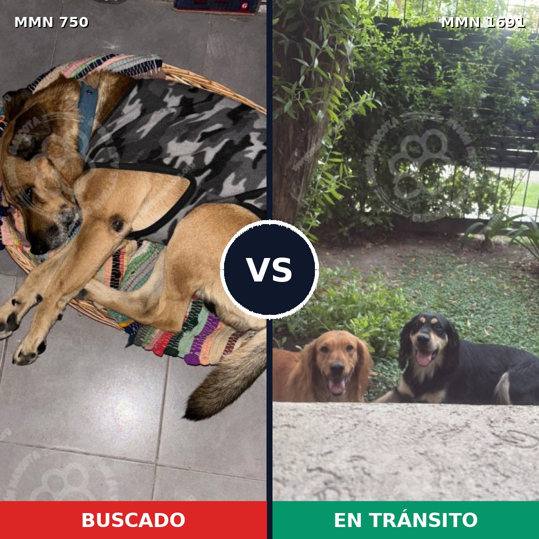 Comparativa MMS 36973: mascota perdida y mascota encontrada, 61% de similitud