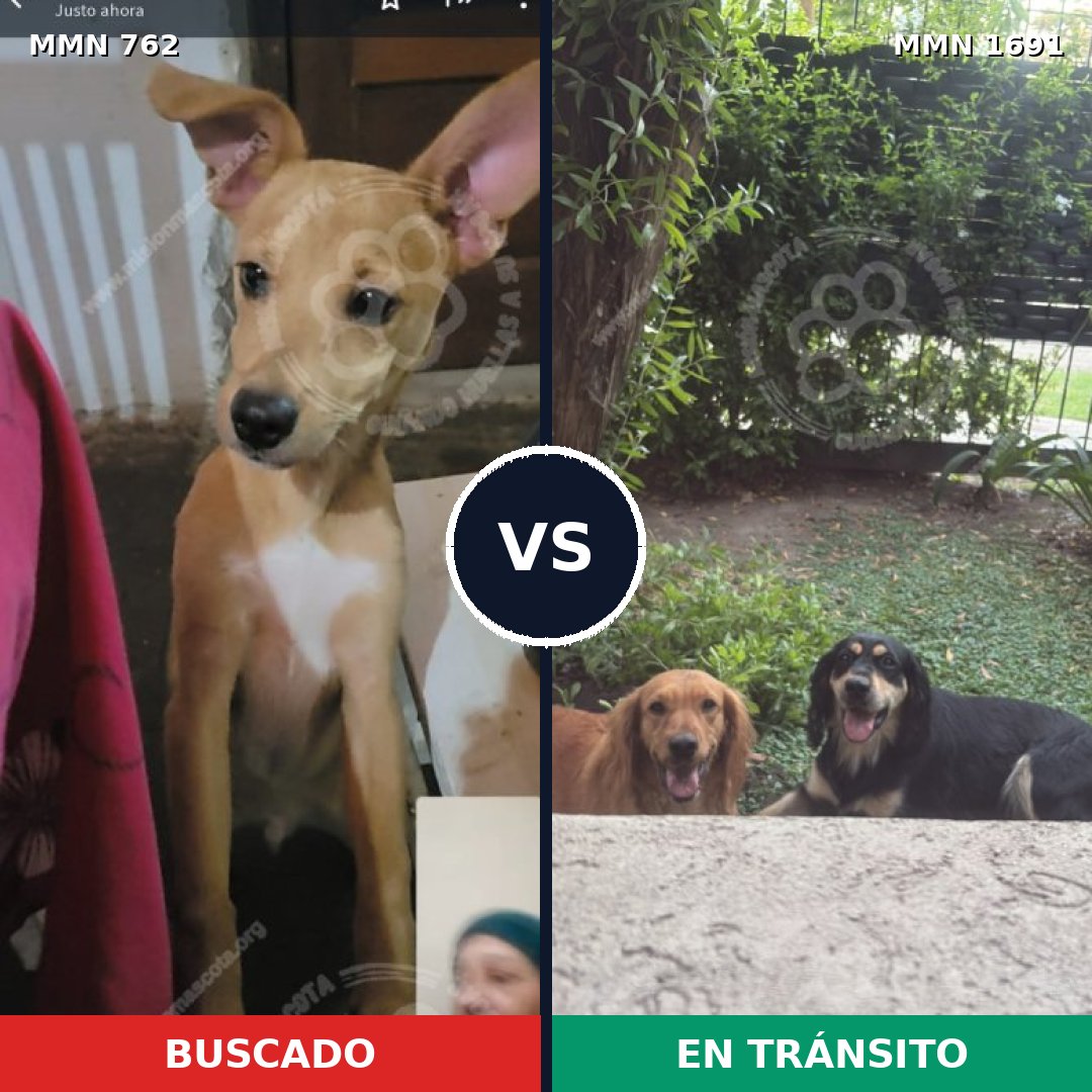 Comparativa MMS 36974: mascota perdida y mascota encontrada, 68% de similitud