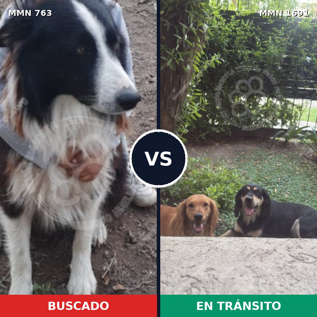 Comparativa MMS 36975: mascota perdida y mascota encontrada, 53% de similitud