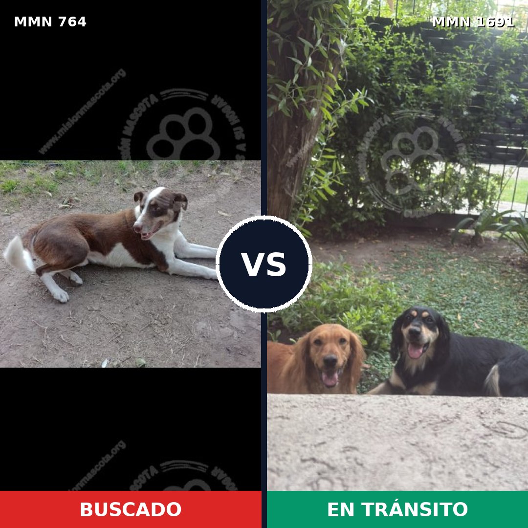 Comparativa MMS 36976: mascota perdida y mascota encontrada, 38% de similitud