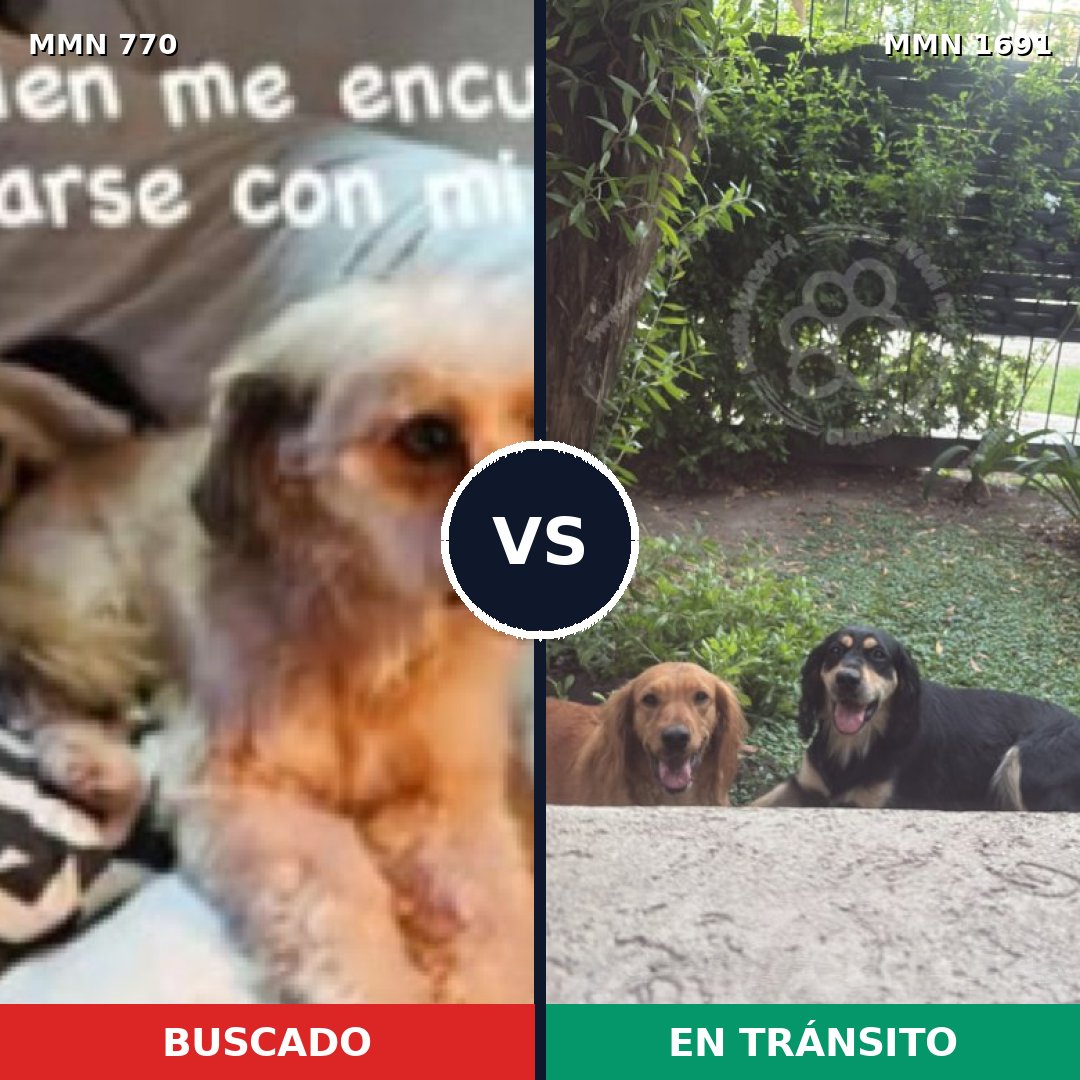Comparativa MMS 36977: mascota perdida y mascota encontrada, 63% de similitud