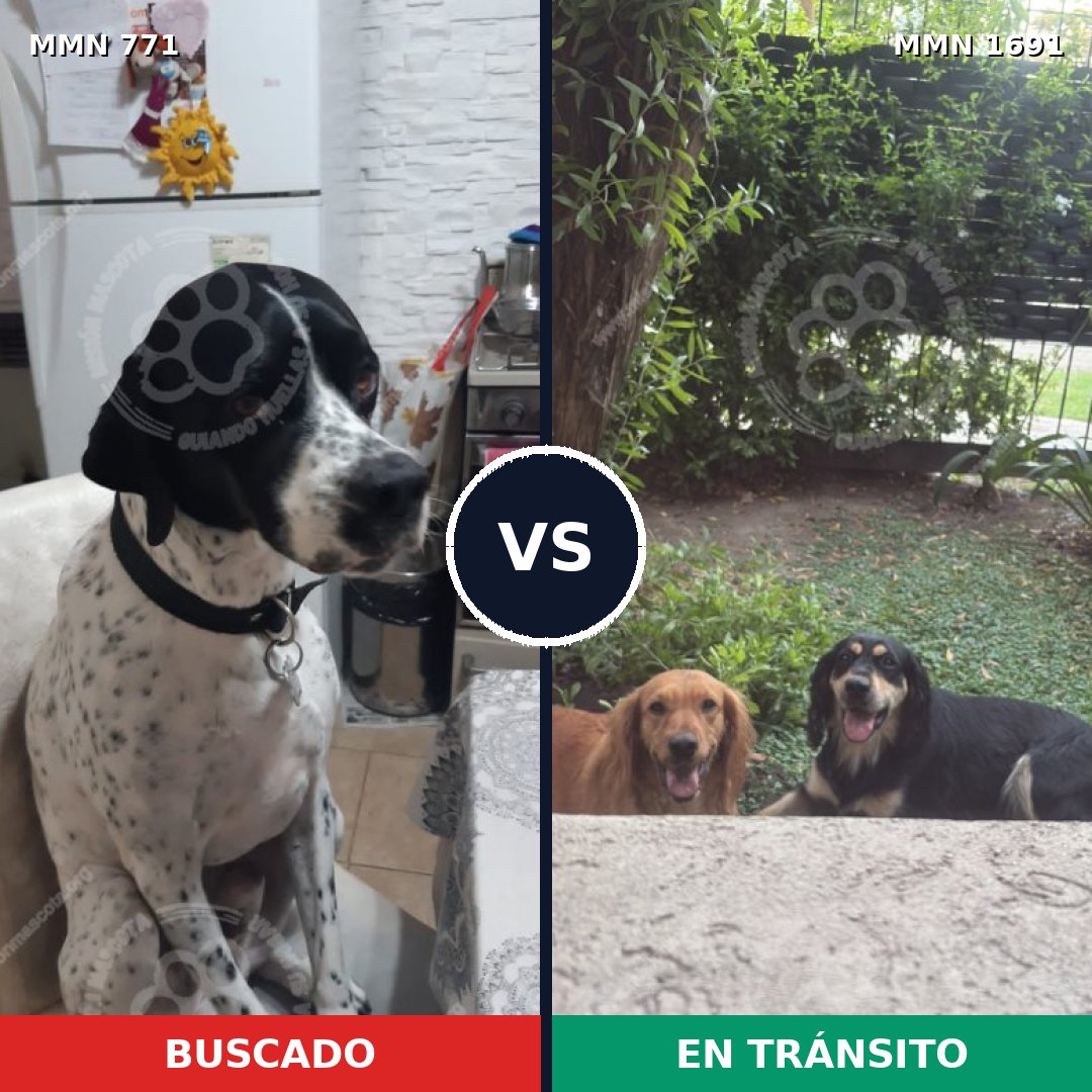 Comparativa MMS 36978: mascota perdida y mascota encontrada, 46% de similitud